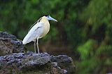 Capped Heron